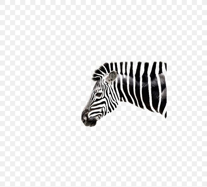 Quagga Zebra Black And White Lion, PNG, 500x742px, Quagga, Black, Black And White, Drawing, Equus Download Free