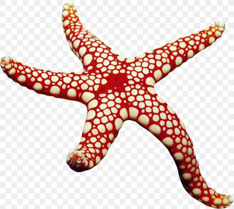 Belt Buckles Starfish Corset Waist, PNG, 917x823px, Belt, Artificial Leather, Belt Buckles, Buckle, Clothing Accessories Download Free