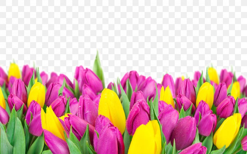 Flower Tulip Apron WUXGA, PNG, 1100x687px, Flower, Apron, Crocus, Floristry, Flowering Plant Download Free