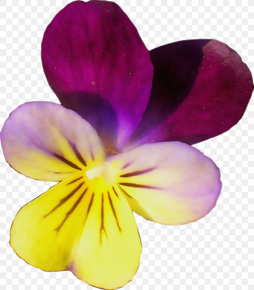 Flowering Plant Petal Flower Violet Wild Pansy, PNG, 1213x1387px, Watercolor, Flower, Flowering Plant, Paint, Petal Download Free