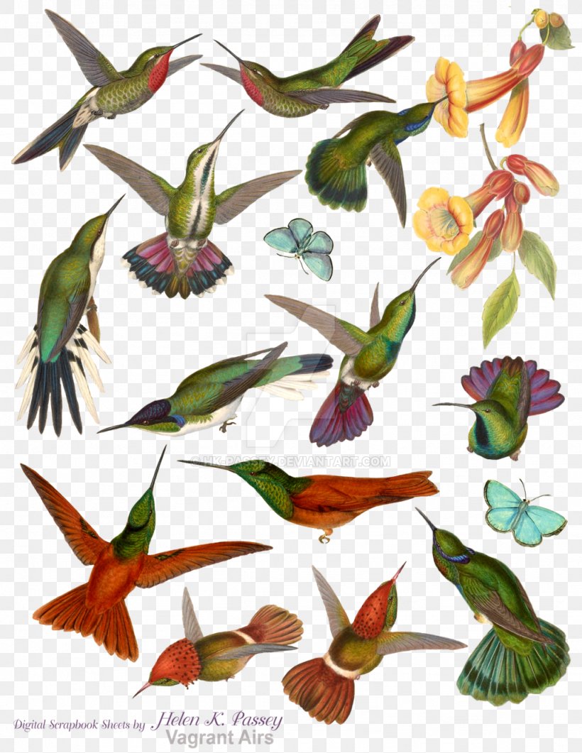 Hummingbird M Mountaingem Beak Clip Art, PNG, 1024x1325px, Hummingbird, Beak, Bird, Branch, Collage Download Free