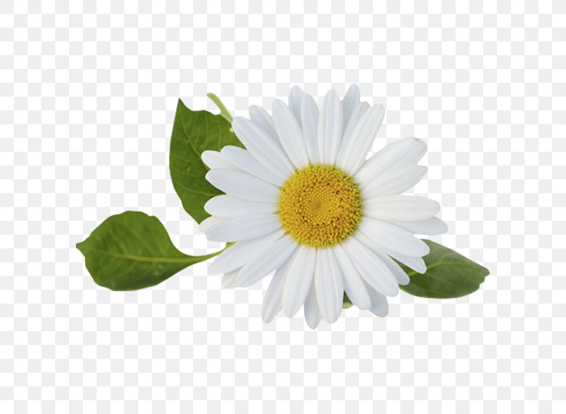 Medicine Cartoon, PNG, 600x600px, Roman Chamomile, Annual Plant, Aster, Asterales, Barberton Daisy Download Free