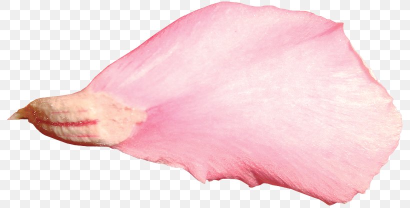 Petal Image Pink Rose, PNG, 800x416px, Petal, Art, Designer, Garden Roses, Lip Download Free