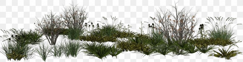 PhotoScape Rendering, PNG, 1989x510px, Photoscape, Adobe Photoshop Elements, Branch, Casuarina, Conifer Download Free
