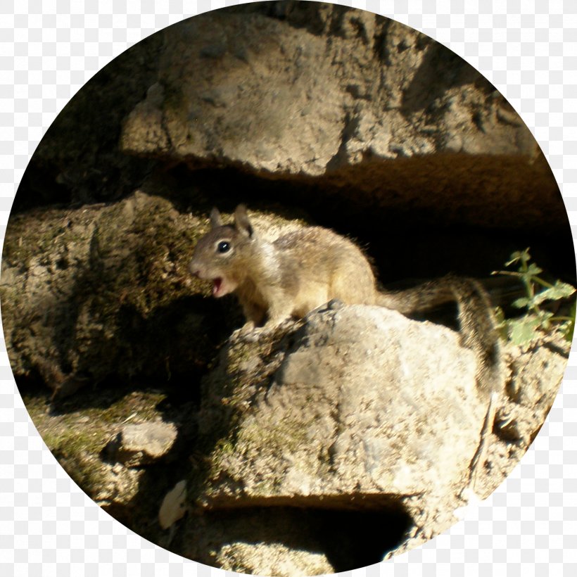 Dormouse Squirrel Fauna Wildlife, PNG, 1444x1444px, Dormouse, Fauna, Mammal, Organism, Rat Download Free
