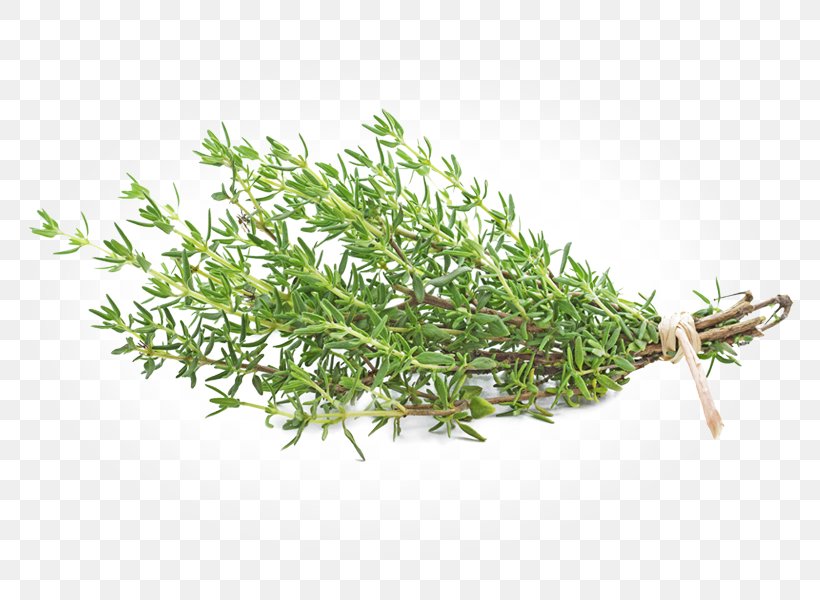 Garden Thyme Herb Tea Thymus Citriodorus, PNG, 800x600px, Thyme, Garden Thyme, Grass, Herb, Herbal Tea Download Free