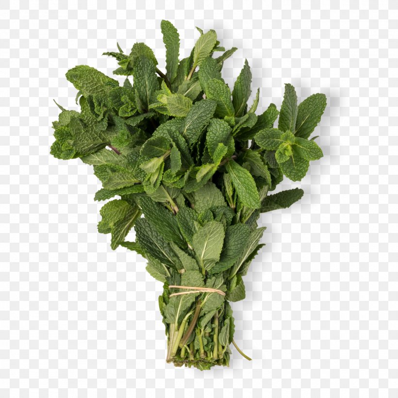 Herbaceous Plant Leaf Mint Plants Spinach, PNG, 1500x1500px, Herbaceous Plant, Basil, Ear, Fines Herbes, Flower Download Free