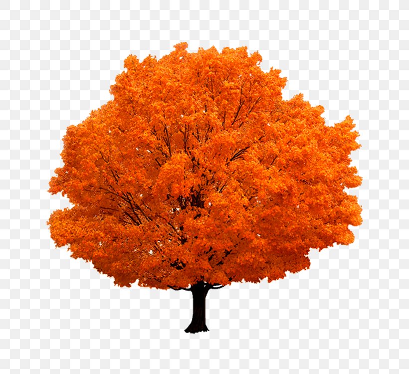 Autumn Tree, PNG, 750x750px, Tree, Autumn, Branch, Leaf, Lossless Compression Download Free