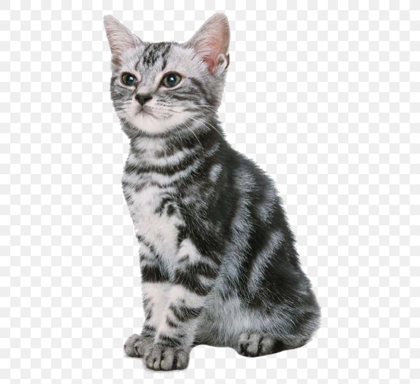 Cat Kitten Dog Puppy Pet, PNG, 750x750px, Cat, American Shorthair, American Wirehair, Animal Shelter, Asian Download Free