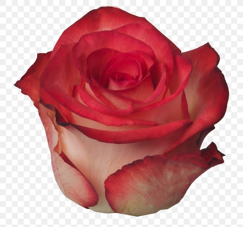 Garden Roses Cabbage Rose Floribunda Petal Cut Flowers, PNG, 768x768px, Garden Roses, Cabbage Rose, Close Up, Cut Flowers, Erythema Download Free