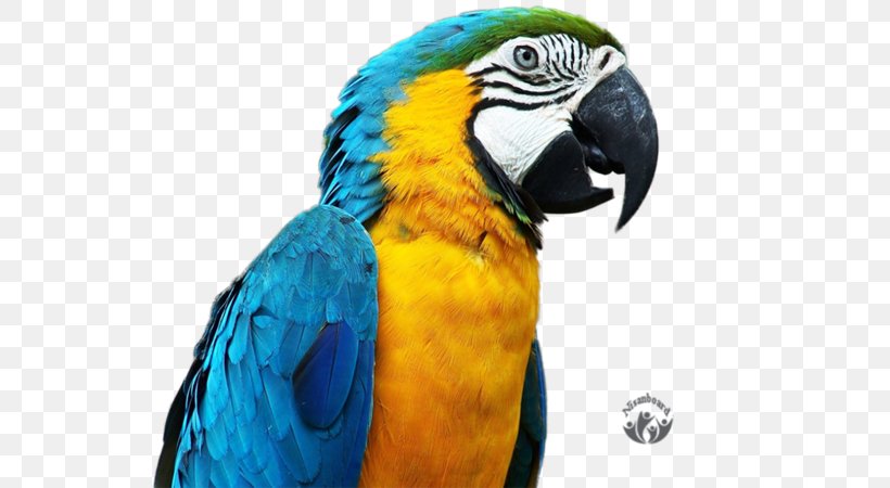Bird Blue-and-yellow Macaw, PNG, 800x450px, Bird, Beak, Blueandyellow Macaw, Common Pet Parakeet, Companion Parrot Download Free