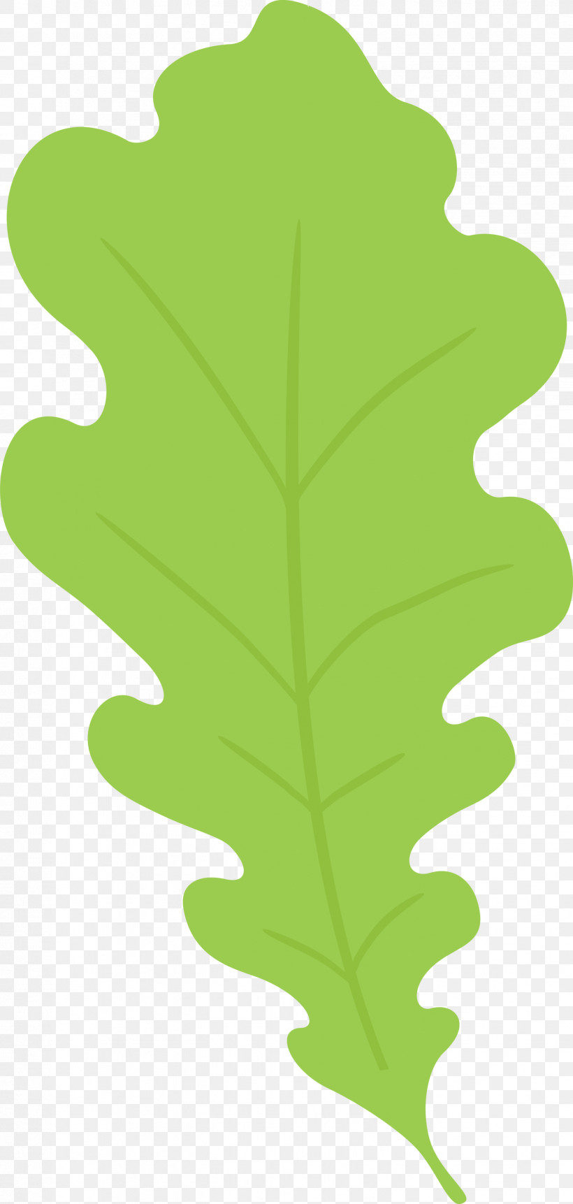 Oak Leaf, PNG, 1427x3000px, Oak Leaf, Biology, Green, Leaf, Plant Stem Download Free