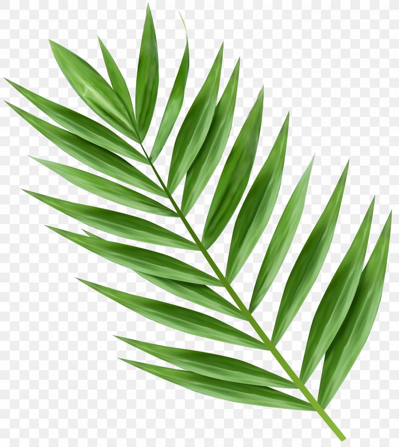 Palm Trees Trees And Leaves Palm Branch Clip Art, PNG, 5357x6000px, Palm Trees, Arecales, Asian Palmyra Palm, Borassus, Branch Download Free