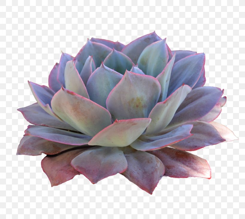 Succulent Plant Cactaceae Desert, PNG, 1024x920px, Succulent Plant, Art, Cactaceae, Color, Cut Flowers Download Free