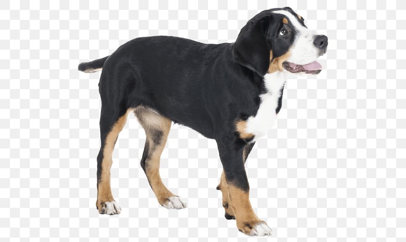 Dog Breed Greater Swiss Mountain Dog Entlebucher Mountain Dog Appenzeller Sennenhund Bernese Mountain Dog, PNG, 567x489px, Dog Breed, American Kennel Club, Appenzeller Sennenhund, Bernese Mountain Dog, Boskapshund Download Free