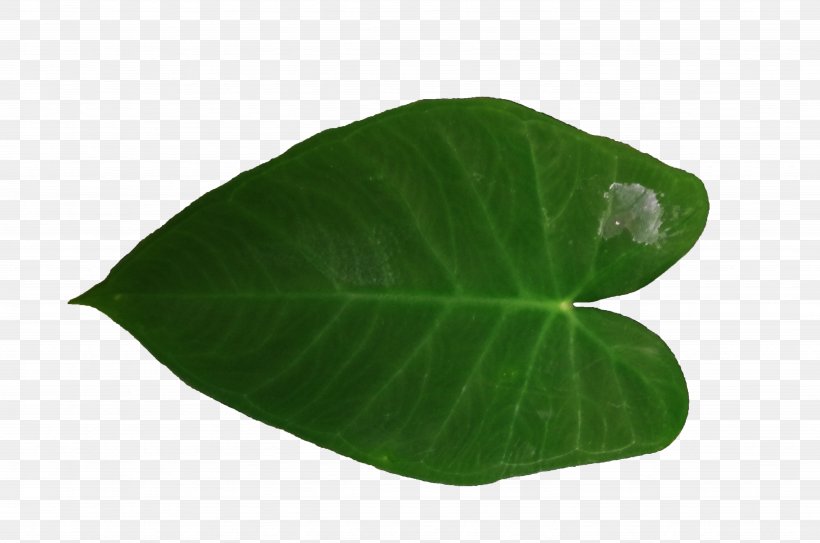 Leaf, PNG, 4928x3264px, Leaf, Plant Download Free