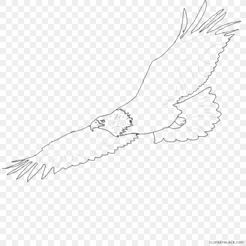 Bald Eagle Line Art Bird Beak Clip Art, PNG, 894x894px, Watercolor, Cartoon, Flower, Frame, Heart Download Free
