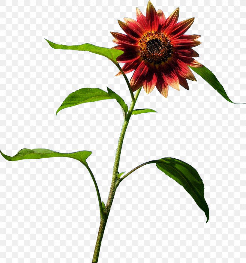 Common Sunflower Blanket Flowers Sunflower Seed Coneflower, PNG, 1122x1200px, Common Sunflower, Annual Plant, Blanket Flowers, Coneflower, Dahlia Download Free