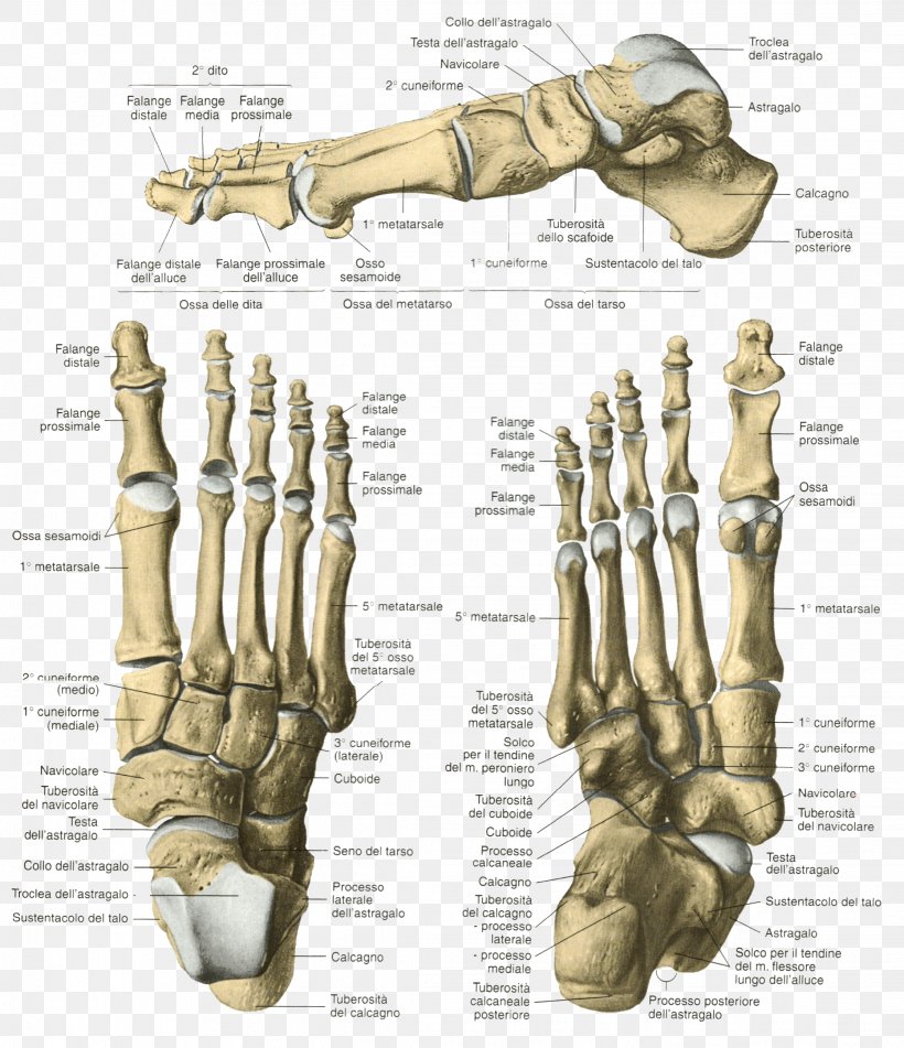 Finger Skeleton Bone Foot Human Anatomy, PNG, 2237x2596px, Watercolor, Cartoon, Flower, Frame, Heart Download Free