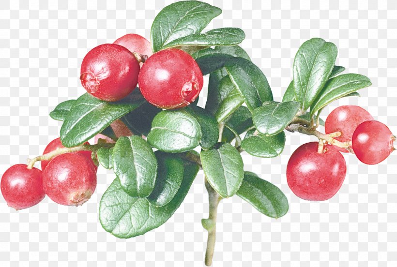 Flowering Plant Arctostaphylos Uva-ursi Lingonberry Plant Fruit, PNG, 1600x1078px, Flowering Plant, Arctostaphylos Uvaursi, Berry, Cranberry, Flower Download Free
