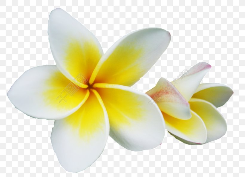 Petal Champak Red Frangipani Flower, PNG, 780x593px, Petal, Champak, Digital Image, Flower, Frangipani Download Free