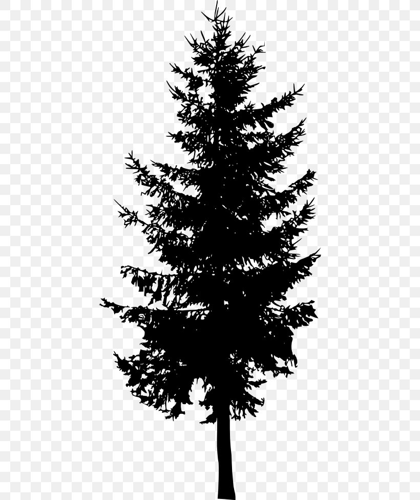 Spruce Fir Cedar Tree Larch, PNG, 434x975px, Spruce, Black And White, Branch, Cedar, Christmas Decoration Download Free