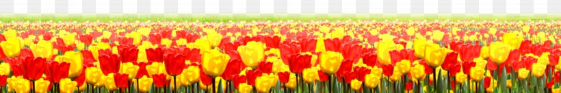 Tulip Flower, PNG, 3775x630px, Tulip, Commodity, Day, Drawing, Field Download Free