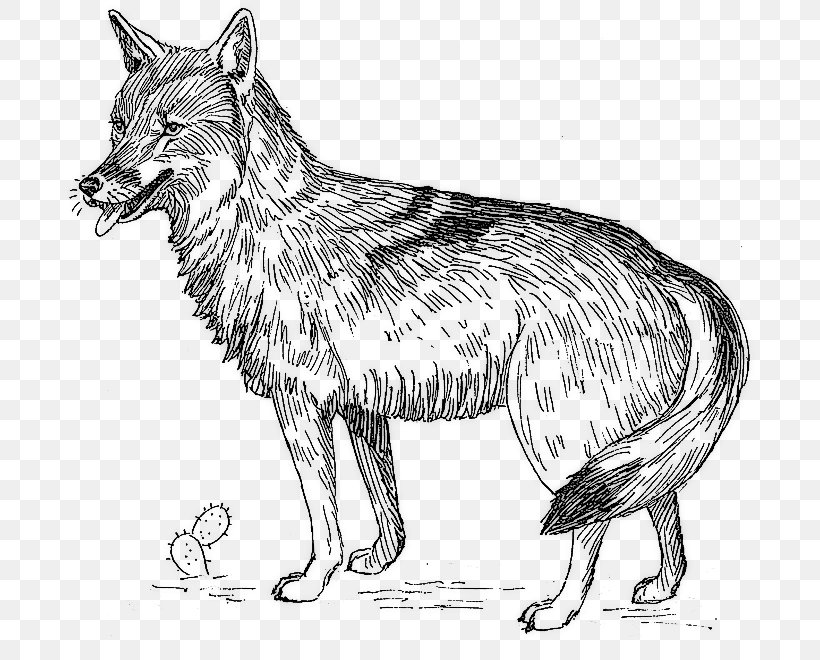 Coyote Clip Art, PNG, 700x660px, Coyote, Artwork, Black And White, Carnivoran, Dog Breed Download Free