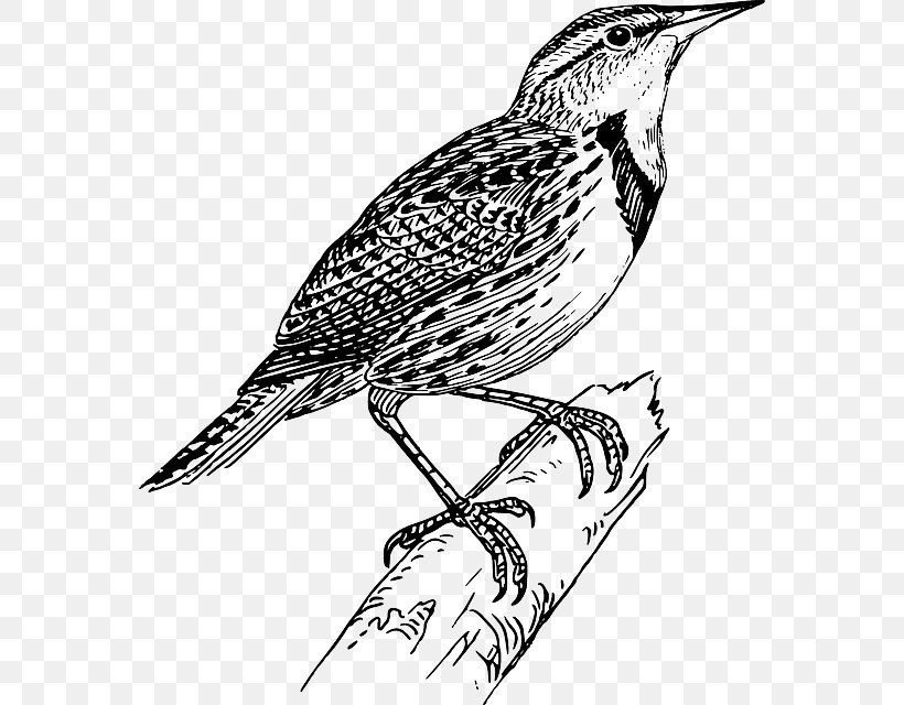 Flappet Lark Bird Clip Art, PNG, 568x640px, Flappet Lark, Art, Artwork, Beak, Bird Download Free