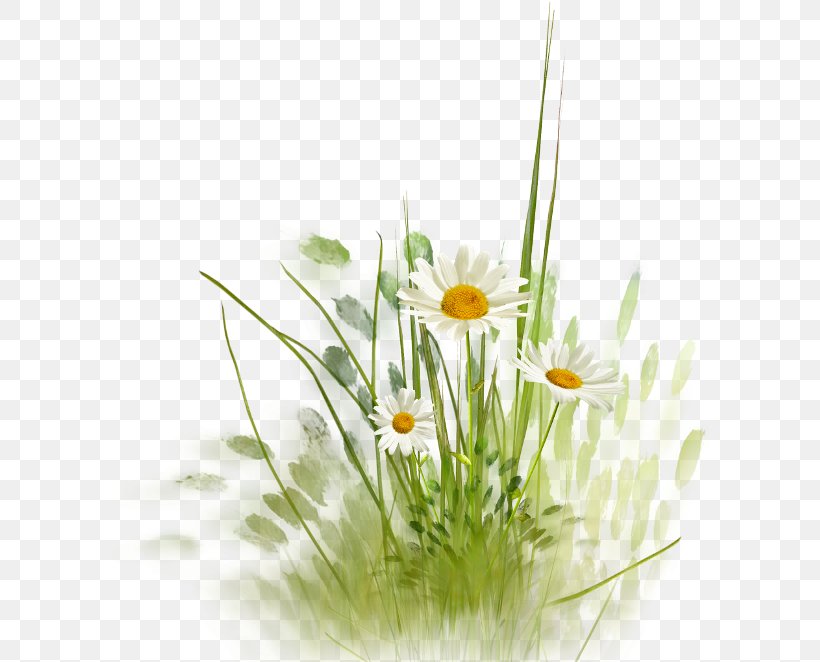 Flower Clip Art, PNG, 598x662px, Flower, Chamaemelum Nobile, Common Daisy, Daisy, Daisy Family Download Free