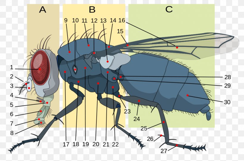 Insect Morphology Housefly Anatomy Brachycera, PNG, 1000x663px, Watercolor, Cartoon, Flower, Frame, Heart Download Free