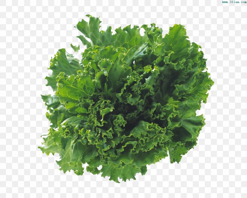 Vegetable Lettuce Salad Food Cooking Oil, PNG, 1050x840px, Vegetable, Calorie, Cooking Oil, Diet, Food Download Free