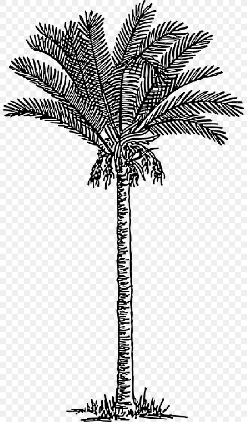 Date Palm Palm Trees Drawing Clip Art Image, PNG, 800x1398px, Date Palm, Arecales, Attalea Speciosa, Blackandwhite, Borassus Flabellifer Download Free