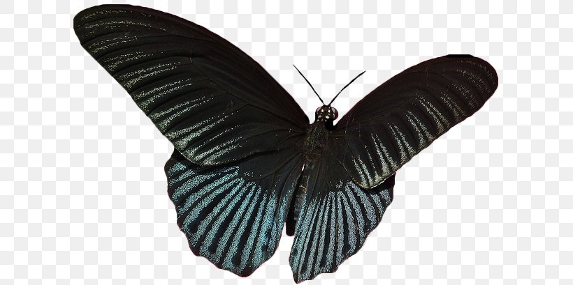 Glasswing Butterfly Moth Image Information, PNG, 617x409px, Butterfly, Animal, Art, Art Museum, Arthropod Download Free