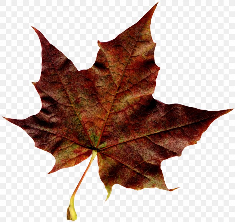 Maple Leaf Autumn, PNG, 1064x1007px, Maple Leaf, Autumn, Autumn Leaf Color, Deciduous, Flag Of Canada Download Free