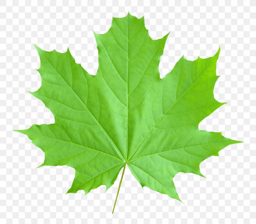 Maple Leaf Canada Image, PNG, 850x745px, Maple Leaf, Autumn Leaf Color, Canada, Green, Leaf Download Free