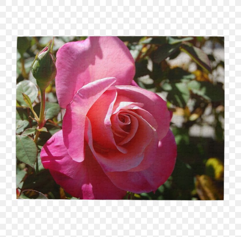 Floribunda Cabbage Rose Garden Roses Memorial Rose Sasanqua Camellia, PNG, 805x805px, Floribunda, Bud, Cabbage Rose, Camellia, Camellia Sasanqua Download Free