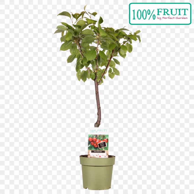 Flowerpot Clay Garden Houseplant Soil, PNG, 2500x2500px, Flowerpot, Bemesten, Cherry, Clay, Evergreen Download Free