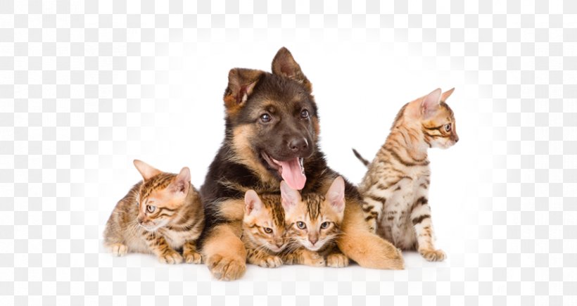 Kitten German Shepherd Puppy Dog Breed Bengal Cat, PNG, 863x458px, Kitten, Bengal Cat, Breed, Cardigan Welsh Corgi, Carnivoran Download Free