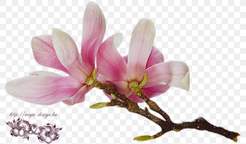 Magnolia Flower Stock Photography Desktop Wallpaper Daylily, PNG, 793x482px, Magnolia, Antera, Blossom, Branch, Color Download Free