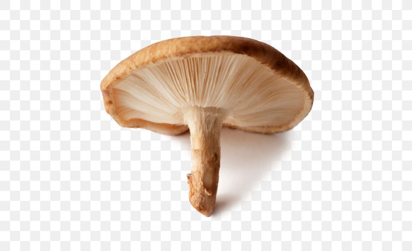 Pleurotus Eryngii Shiitake Edible Mushroom Common Mushroom, PNG, 500x500px, Pleurotus Eryngii, Agaricaceae, Antiviral Drug, Common Mushroom, Edible Mushroom Download Free