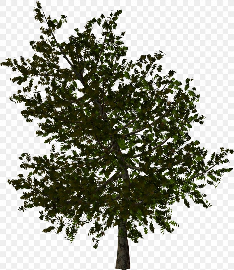 Tree Papua New Guinea Clip Art, PNG, 1434x1653px, Tree, Branch, Information, Leaf, Meri Tolai Download Free