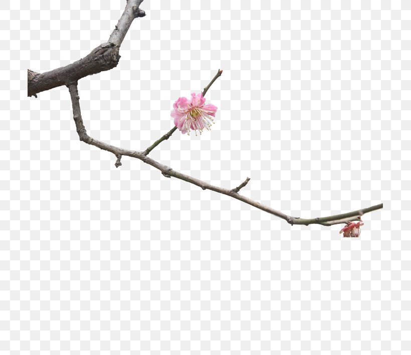 Twig Plum Blossom Branch, PNG, 709x709px, Twig, Blossom, Branch, Cherry, Cherry Blossom Download Free