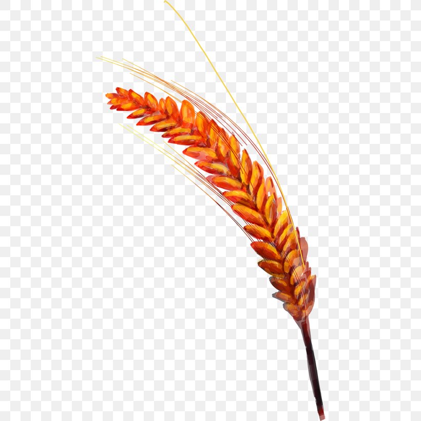 Common Wheat Golden Rice, PNG, 448x819px, Common Wheat, Commodity, Feather, Gold, Golden Rice Download Free
