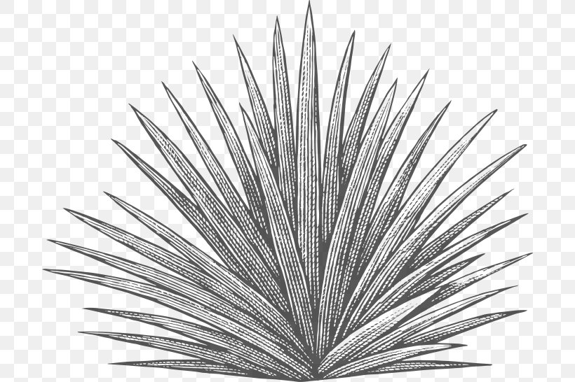 Drawing Tree, PNG, 700x546px, Agave Tequilana, Agave, Agave Azul, Agave Syrup, Blackandwhite Download Free