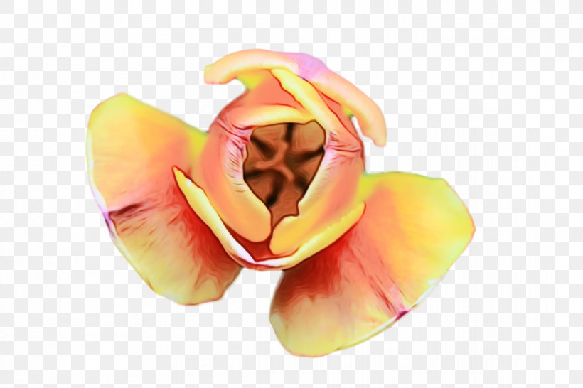 Petal Flower Fruit, PNG, 1200x800px, Watercolor, Flower, Fruit, Paint, Petal Download Free
