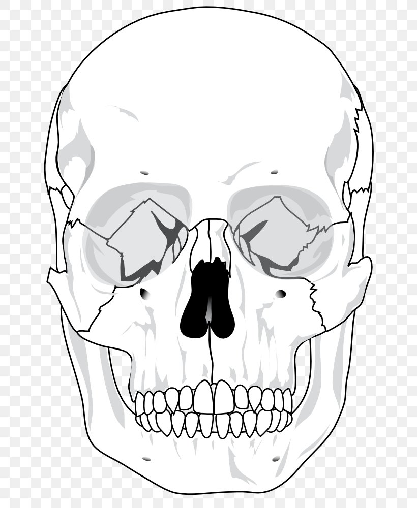 Skull Human Skeleton Anatomy Bone Diagram, PNG, 674x1000px, Skull, Anatomy, Area, Artwork, Black And White Download Free