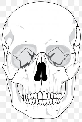 Skull Human Skeleton Drawing, PNG, 500x500px, Skull, Black, Black And ...