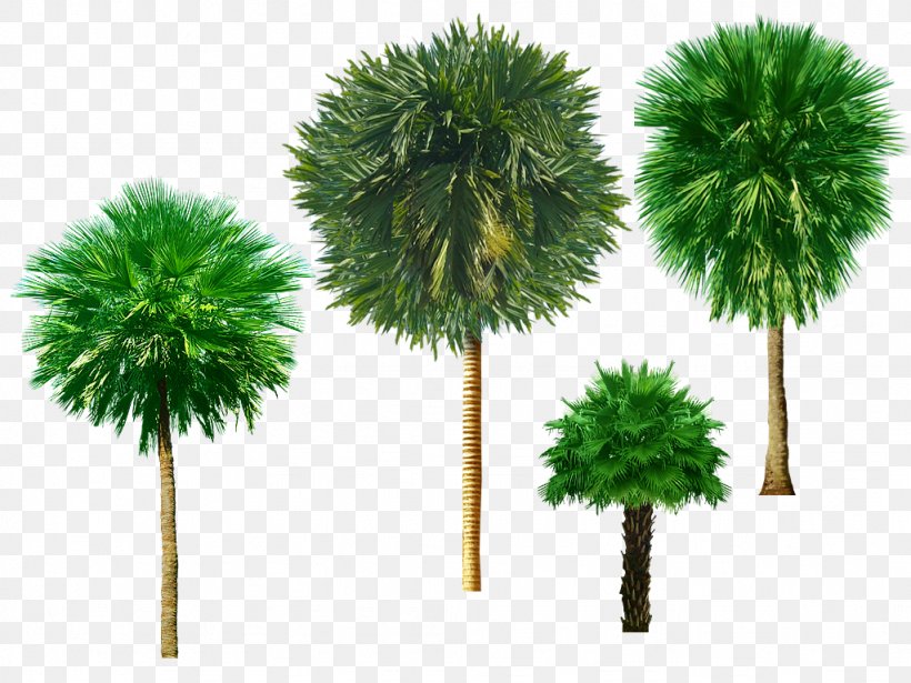 Tree Clip Art, PNG, 1024x768px, Tree, Arecales, Asian Palmyra Palm, Blog, Borassus Flabellifer Download Free