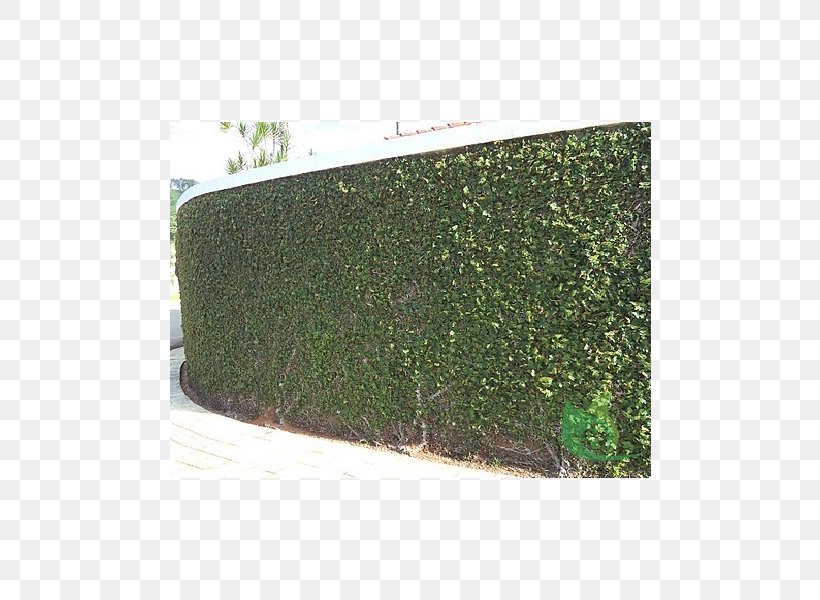 Hedge Green Rectangle, PNG, 600x600px, Hedge, Grass, Green, Plant, Rectangle Download Free